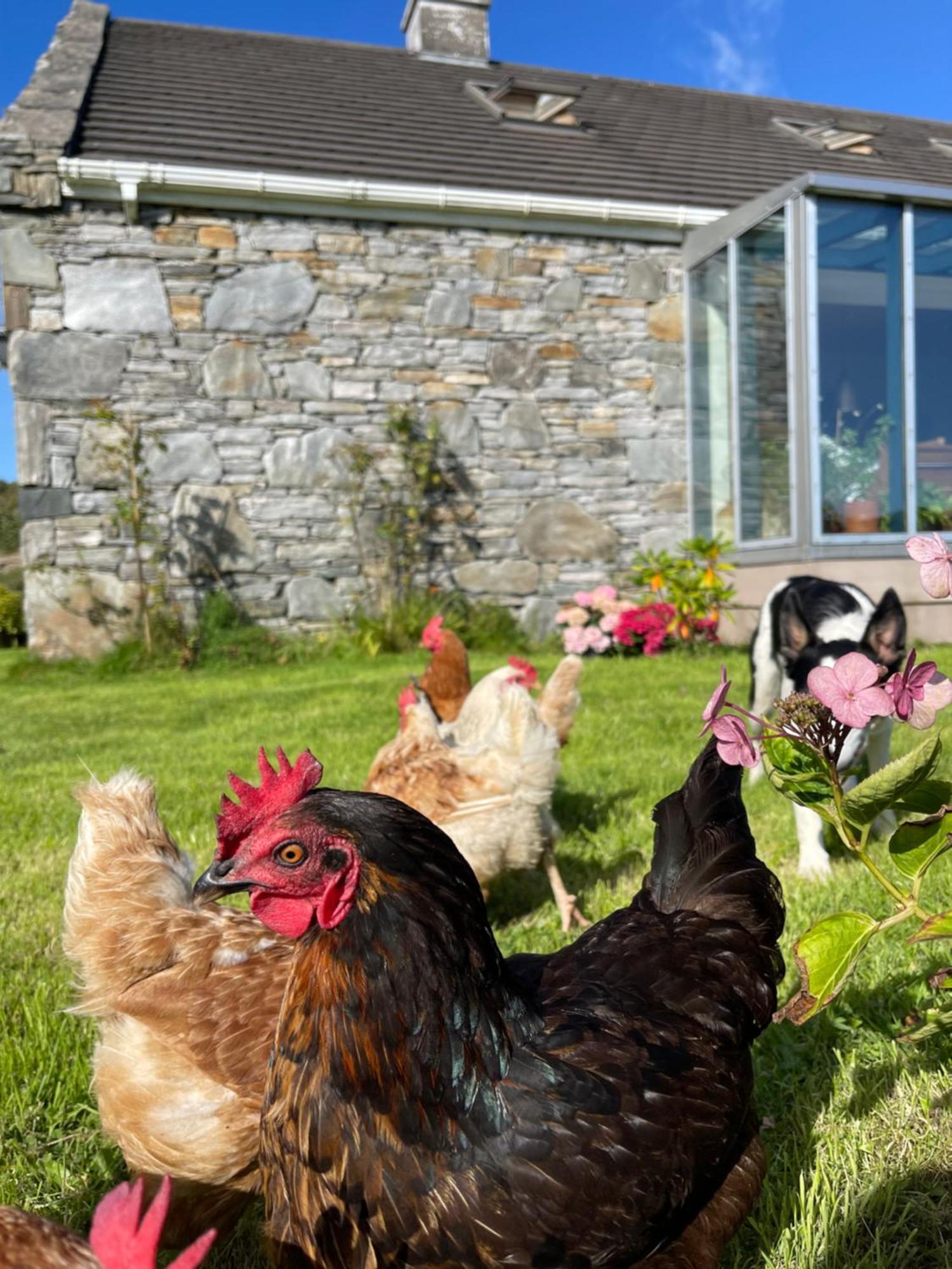 Shanakeever Farm - 2 Bedroom Apartment Clifden Exterior photo